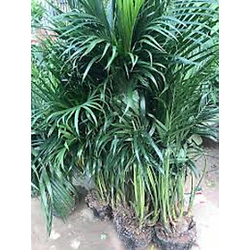 Mua Cây CAU PHÚ QUÝ có quả  cây phong thủy mang may mắn tài lộc  thanh lọc không