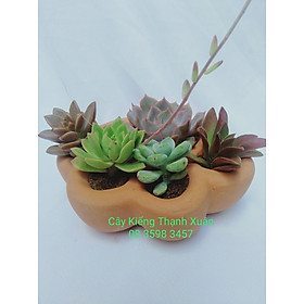 Chậu trồng cây sen đá xương rồng mini, chậu đất nung hình tay gấu , Kích thước Rộng 14 x Cao 4,5 cm