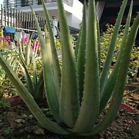 Mua Nha Đam giống Mỹ  nhỡ (Cao từ 30-50 cm)