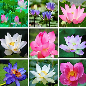 Mua Hạt Giống Sen Nhật Mini (10 Hạt / Gói) - Hoa Nhiều Màu Sắc