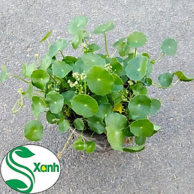 Cây Cỏ Đồng Tiền - Để Bàn, Trồng Thủy Sinh, Sân Vườn - Ý Nghĩa May Mắn, Thuận Lợi