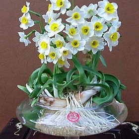 Mua Hoa thủy tiên