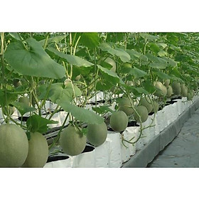 Combo 20 túi PE trắng đen 20x40cm trồng cây, trồng rau