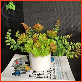 Mua Hoa giả  chậu sen đá mini trang trí bàn làm việc  bàn học  giá sách  kệ tủ