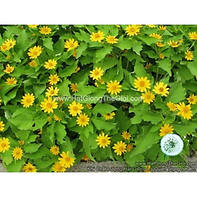 Mua 30h Hạt Giống Hoa Cúc Mặt Trời 30cm Tâm Vàng (C4.403| B34*V74)