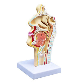 Hình ảnh Human Anatomical Nasal Cavity Throat Anatomy Medical Model 4.7×4.7×9.5 inches