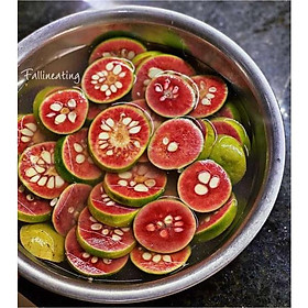 Cây giống chay ruột đỏ