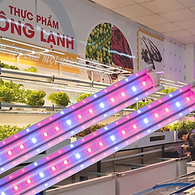 Mua Đèn LED Trồng Cây  Đèn LED Trồng Rau Trong Nhà