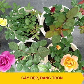 Combo 2 cây hoa hồng tezza - cây có bầu đất khỏe