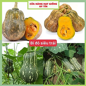 Mua Hạt giống bí đỏ siêu trái dễ trồng kháng bệnh tốt gói 15 hạt nhà cửa và đời sống cửa hàng hạt giống uy tín