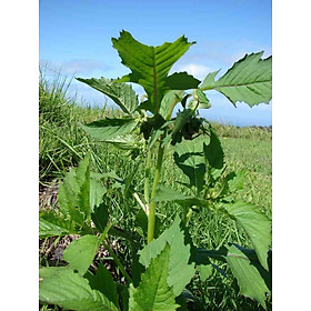 Mua 20h Hạt Giống Rau Tàu Bay (Crassocephalum crepidioides)