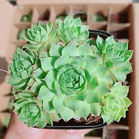Mua Sen Đá Phật Bà Xanh