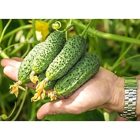 HẠT GIỐNG DƯA CHUỘT CHÙM SIÊU QUẢ