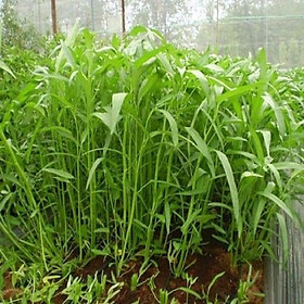 Mua HẠT GIỐNG RAU MUỐNG ( BỘ 3 GÓI RAU MUỐNG)