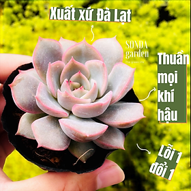 SEN ĐÁ HỒNG CÁNH CỨNG SIZE BÉ KHỎE ĐẸP LỖI 1 ĐỔI 1