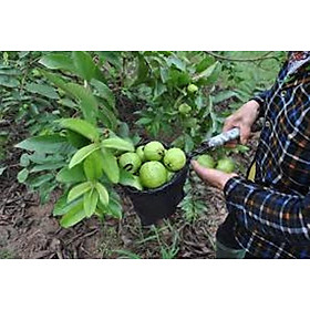 Cây ổi, cây giống ổi bốn mùa, ổ găng quả giòn cam kết chất lượng cam kết chất lượng