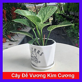 Cây Đế Vương Kim Cương - Cây cảnh để bàn + Tặng phân bón cho cây