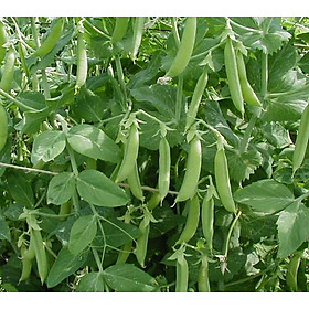 Mua Hạt giống đậu Hà Lan gói 20g VTS024