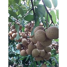 Mua Nhãn lùn thái lan  cây nhãn lùn thái lan  cây siêu lùn quả chùm ra quả quanh năm cam kết chất lượng