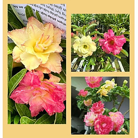 Mua Hạt giống hoa sứ ghép Thái Lan 2 màu vàng hồng nhiều tầng - Bịch 10 hạt – Mã số 2082