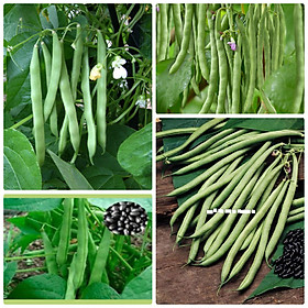 Mua Hạt giống đậu cove hạt đen dạng leo gói 50g VTS22