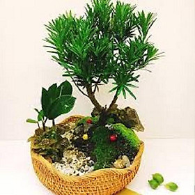 CÂY GIỐNG TÙNG LA HÁN CÂY ĐẸP VÀ SỐNG 100% TẠO DÁNG BONSI THỜI ĐIỂM NÀY HỢP LÝ