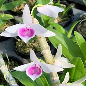 Hoa lan giả hạc, phi điệp cam kết chất lượng