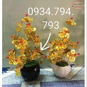 Cây đồng tiền tài lộc phong thủy 200k cao 20-30cm