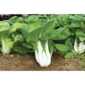Gói 10g Hạt giống rau cải thìa trắng siêu năng suất dễ trồng, rau giòn ngọt