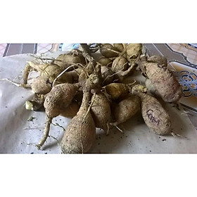 Combo 5 Củ hoa thược dược loại to