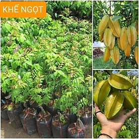 Mua CÂY GIỐNG KHẾ NGỌT Mua 4 tặng 1 cây bất kì