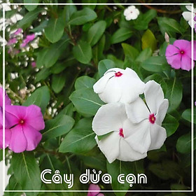Mua Cây Dừa Cạn khô sạch đóng gói 500gram
