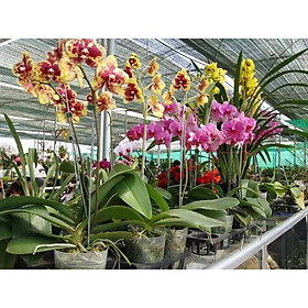Mua HOA LAN HỒ ĐIÊP ĐẠI ĐÃ CÓ NGỒNG( ĐƯỢC CHỌN MÀU)