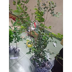 Mua com bo 3 vú  sữa  hoàng  kim.  2 nho  gỗ