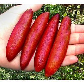 Cây giống CHANH NGÓN TAY THÁI LAN - Cây giống F1