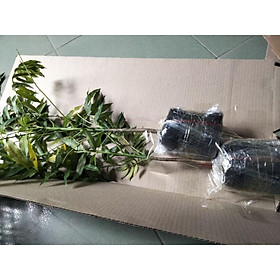 Mua Cây cóc thái giống