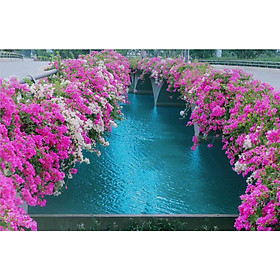 Cây giống hoa giấy 2 màu ươm bầu