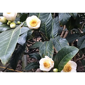 Mua CÂY HOA HẢI ĐƯỜNG TRẮNG CÂY LỚN