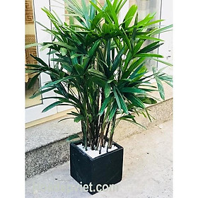 Cây giống cây Mật Cật, Cây trúc mây khóm to đẹp
