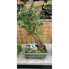 Mua Bonsai mini đánh cờ dưới bóng trúc