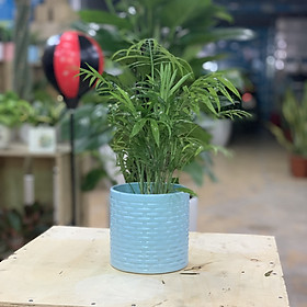 Cây Cau Tiểu Trâm để bàn