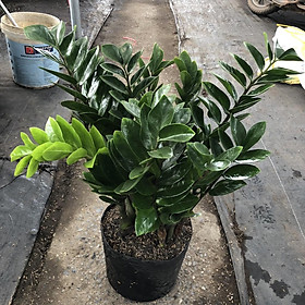 Mua Cây kim tiền cỡ to  cao 60cm bụi thân to mập mạp dễ chăm sóc mang tài lộc may mắn  thích hợp trang trí nội thất