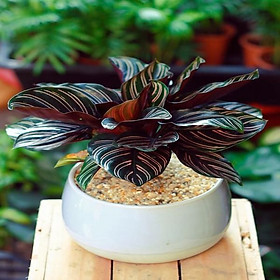 Chậu Cây Đuôi Công Tím