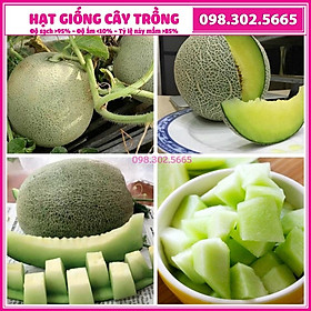 Túi 10 Hạt giống dưa lưới xanh F1 cao sản -  hạt chất lượng cao, năng suất