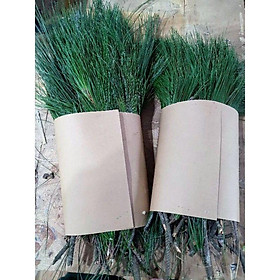 Mua Cành Lá thông tươi để uống hoặc trang trí decor cho cây thông noel  lá thông tươi xanh trong vòng 20-30 ngày  không rụng
