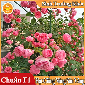 Hạt giống Hoa Hồng Leo Pháp ( Gói 10 Hạt ) 