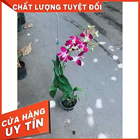 Chậu Lan Dendro Nhiều Người Mua