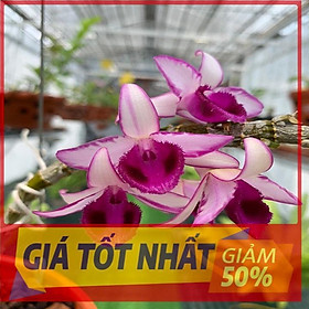 Hoa lan phi điệp tím bắc cạn