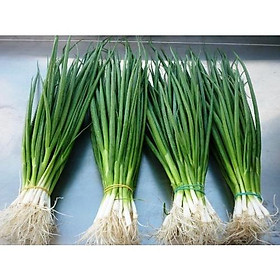 Mua HẠT GIỐNG HÀNH LÁ CAO SẢN   ĐƯỢC ĐỒNG KIỂM  