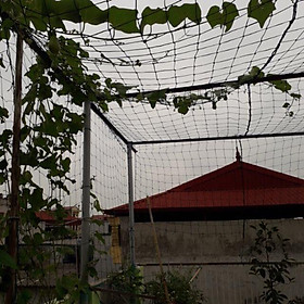 Mua Lưới Giàn Cây Leo  Lưới Trồng Cây Leo 2x6m Có Biên Chịu Lực